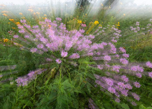 Prairie, Bigelow Cemetery, Union County, Ohio, July 14, 2017