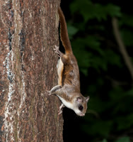 Mammals