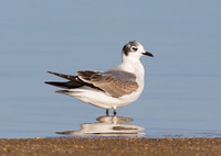 Franklin's Gull, Leucophaeus pipixcan, Pickaway County, Ohio, October 21, 2017
