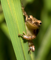 Spring Peeper, Pseudacris crucifer, Lake County, Ohio, August 13, 2019