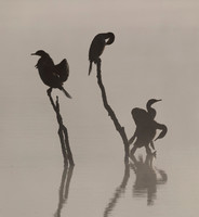 Fauna