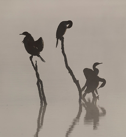 Double-crested Cormorants, Phalacrocorax auritus, Franklin County, Ohio, September 28, 2018