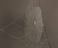 Orbweaver web, Franklin County, Ohio, September 28, 2018