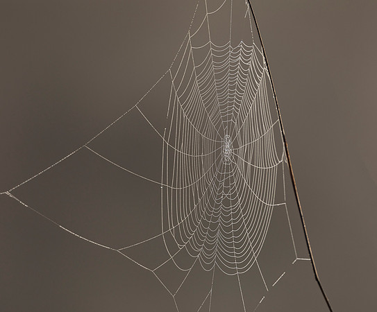 Orbweaver web, Franklin County, Ohio, September 28, 2018