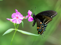 Spicebush Swallowtail, Papilio troilus, on Phlox glaberrima, Scioto County, Ohio, June 6, 2019