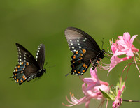 Spicebush Swallowtail, Papilio troilus, on pinxter flower azalea, Scioto County, Ohio, May 15, 2015