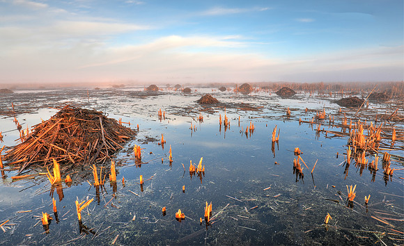 Muskrat lodges at dawn, in mixed-emergent marsh, Franklin County, Ohio, November 25, 2018
