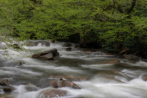 Great Smoky Mountains National Park, West Prong Little Pigeon River, Tennessee, May 20, 2020