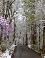 Late spring snowstorm, Highlands Nature Sanctuary, Highland County, Ohio, April 21, 2021