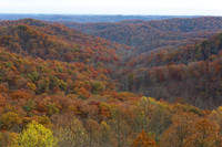 Forests