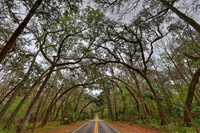 Live Oak Canopy, Hernando County, Florida, February 22, 2017