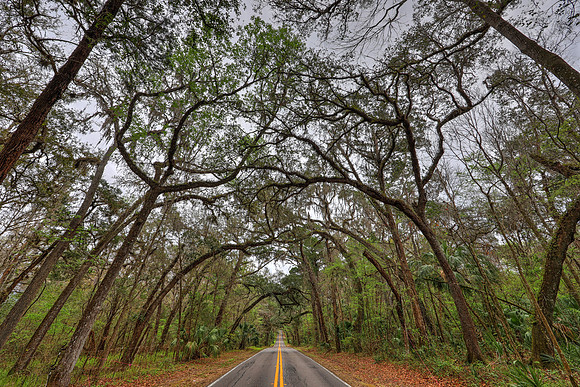 Live Oak Canopy, Hernando County, Florida, February 22, 2017