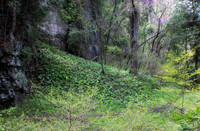Spring Forest, Highlands Nature Sanctuary, Highland County, Ohio, April 21, 2021 (21)