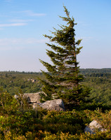 Red Spruce, Picea rubra, Krummholz effect, Dolly Sods, Tucker County, West Virginia, August 22, 2021 (33)