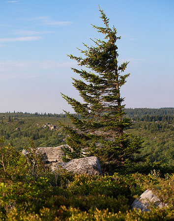 Red Spruce, Picea rubra, Krummholz effect, Dolly Sods, Tucker County, West Virginia, August 22, 2021 (33)