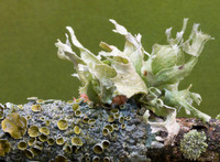 American Cartilage Lichen, Ramalina americana, Adams Co., OH.