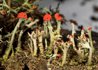 British Soldier Lichen, Cladonia cristatella, Adams County, Ohio, March 2, 2019