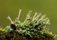 Cup Lichen, Cladonia chlorophaea, Adams County, Ohio, March 2, 2019
