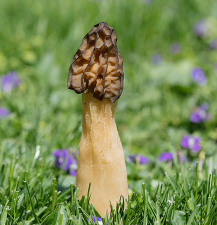 Morel, Morchella ssp., Franklin County, Ohio April 27, 2019