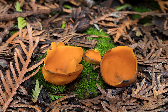 Orange Peel Fungus, Aleuria aurantia, Presque Isle County, Michigan, May 26, 2019