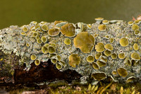 Smooth Axil-bristle Lichen, Myelochroa galbina, Adams County, Ohio, March 2, 2019
