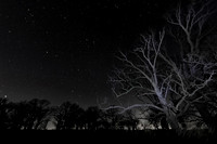 Stars, Daughmer Savanna, Crawford County, Ohio, April 2, 2019