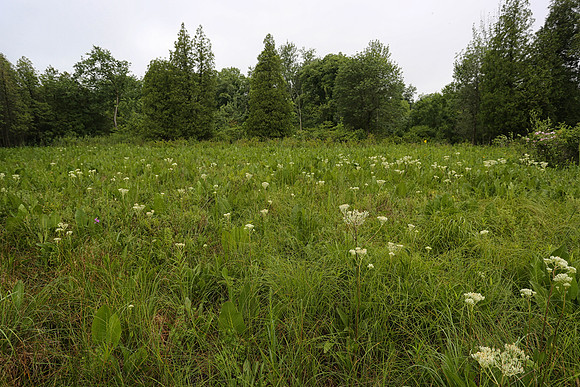 Prairie Valerian habitat, Valeriana ciliata, Cedar Bog, Champaign County, Ohio, June 29, 2013