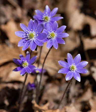 Hepatica, Hepatica nobilis, Adams County, March 31, 2021