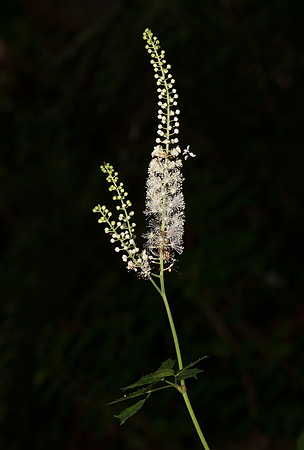 Black Cohosh, Actaea racemosa, Fairfield County, Ohio, June 28, 2020
