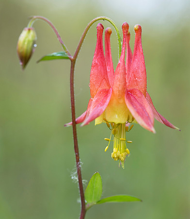 Wild Columbine, Aquilegia canadensis, Erie County, Ohio, May 18, 2019