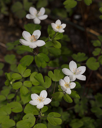 False Rue-anemone, Enemion biternatum, Highland County, Ohio, April 18, 2019