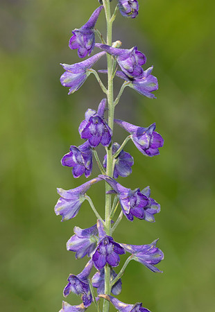 Tall Larkspur, Delphinium exaltatum, Clark County, Ohio, July 15, 2018