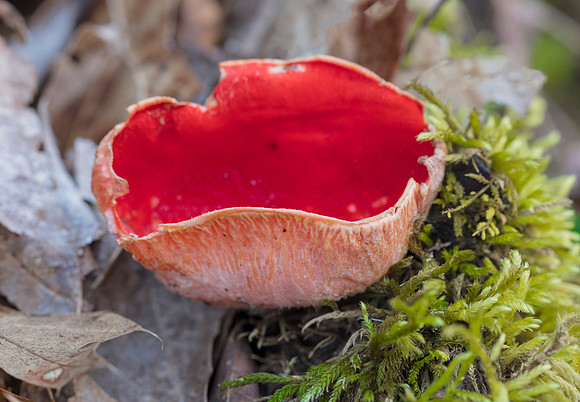 Scarlet Cup fungus, Sarcoscypha coccinea, Adams County, Ohio, April 1, 2019