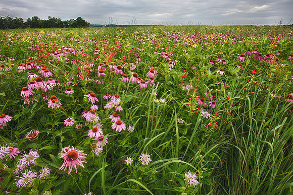 Huffman Prairie, Greene County, Ohio, July 15, 2018 (2)