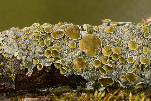 Smooth Axil-bristle Lichen, Myelochroa galbina, Adams County, Ohio, March 2, 2019