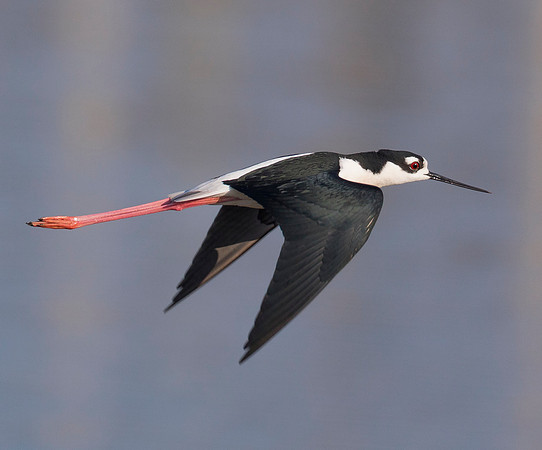 Black-necked Stilt, Himantopus mexicanus. Howard Marsh, Lucas County, Ohio. April 5, 2019 (1)