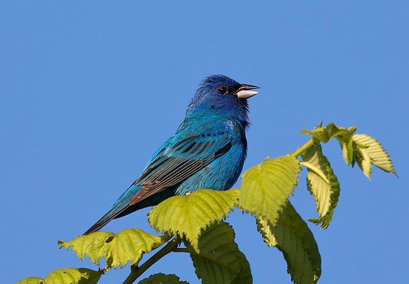 Indigo Bunting, Passerina cyanea, male