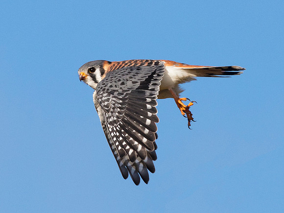 American Kestrel, Falco sparverius, male. The Wilds, Muskingum County, Ohio.
