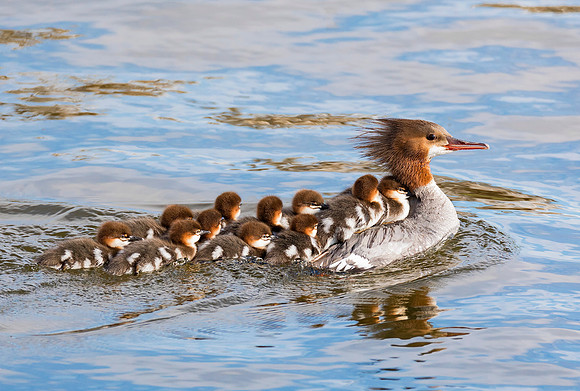 Common Merganser, Mergus merganser, with chicks. Perce, Quebec, Canada. July 4, 2018