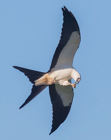 Swallow-tailed Kite, Elanoides forficatus