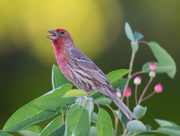 House Finch, Haemorhous mexicanus, Franklin County, Ohio, June 7, 2020