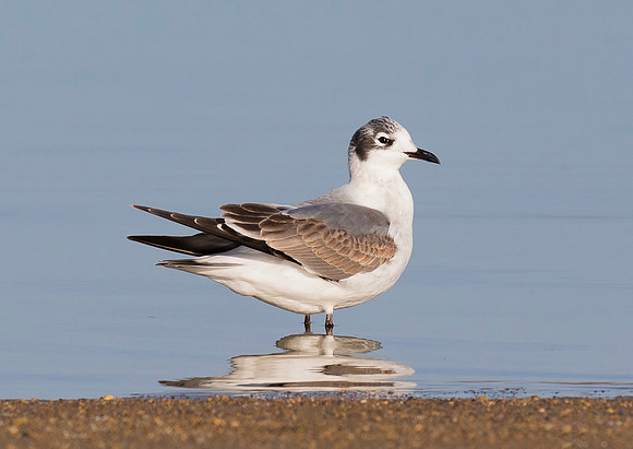 Franklin's Gull, Leucophaeus pipixcan. Deer Creek Reservoir, Pickaway County, Ohio. October 21, 2017