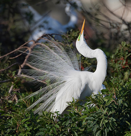 Great Egret, Egretta alba. Venice Rookery, Venice, Florida.