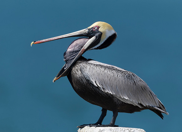 Brown Pelican, Pelecanus occidentalis. Fort DeSoto Park, Florida. February 27, 2017
