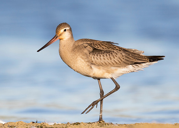 Hudsonian Godwit, Haemastica limosa