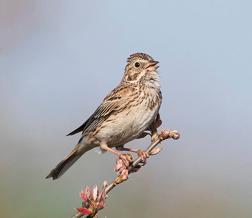 Vesper Sparrow, Poocetes gramineus