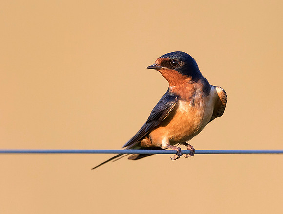 Barn Swallow, Hirundo rustica. Franklin County, Ohio. June 26, 2019 (1)