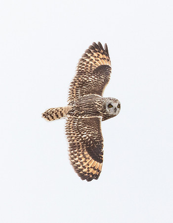 Short-eared Owl, Asio flammeus
