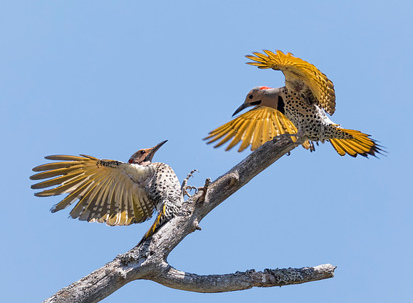 Northern Flicker, Colaptes auratus