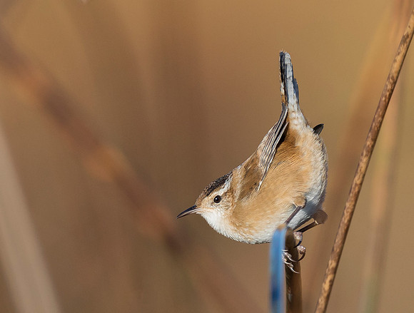 Marsh Wren, Cistothorus palustris (4)